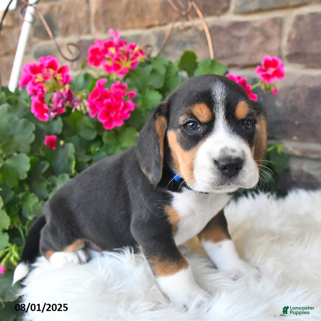Beagle dogs for sale: Beagle 7 puppies - Image 21