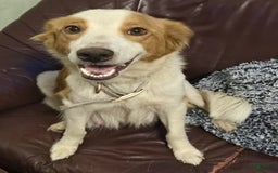 English Shepherd dogs for sale: Teddy - Image 3