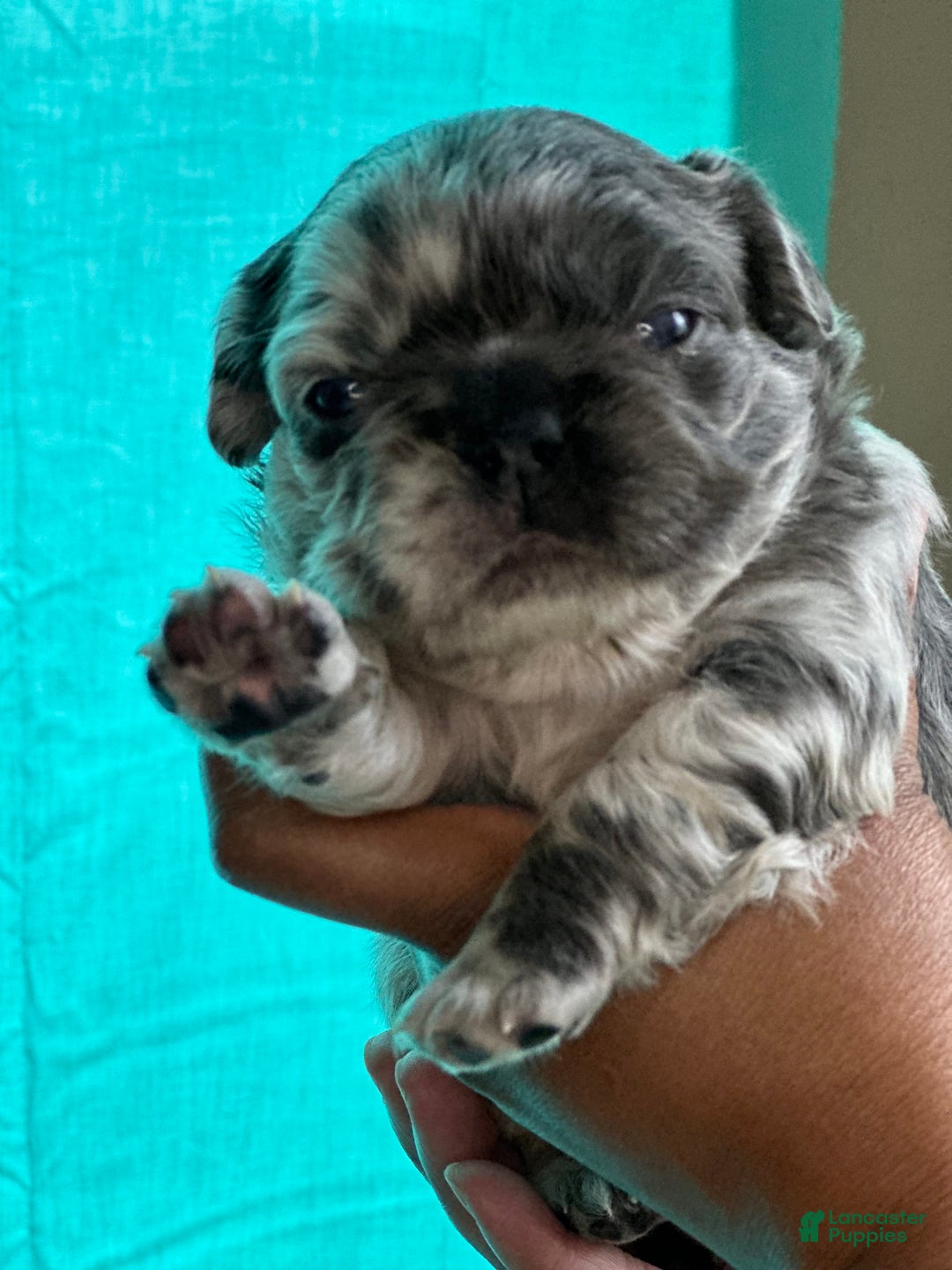 French Bulldog dogs for sale: Fendi - Image 2