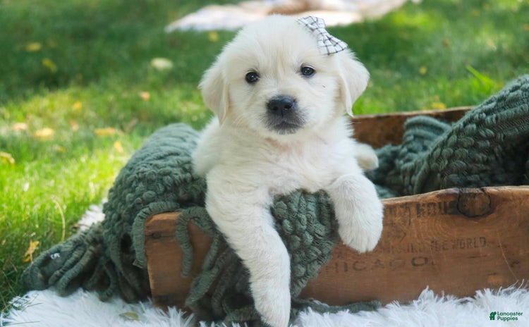 Golden Retriever dogs for sale - Ad 4