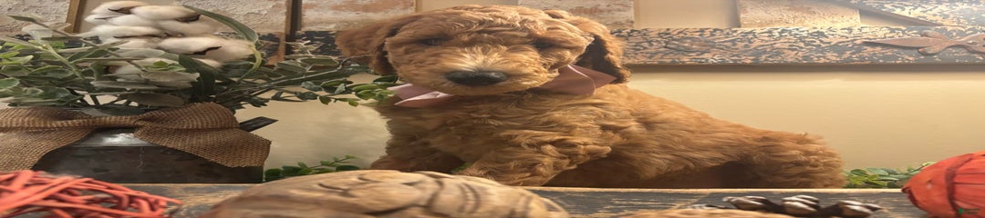 Ham