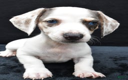 Miniature Dachshund dogs for sale: Jessica - Image 7