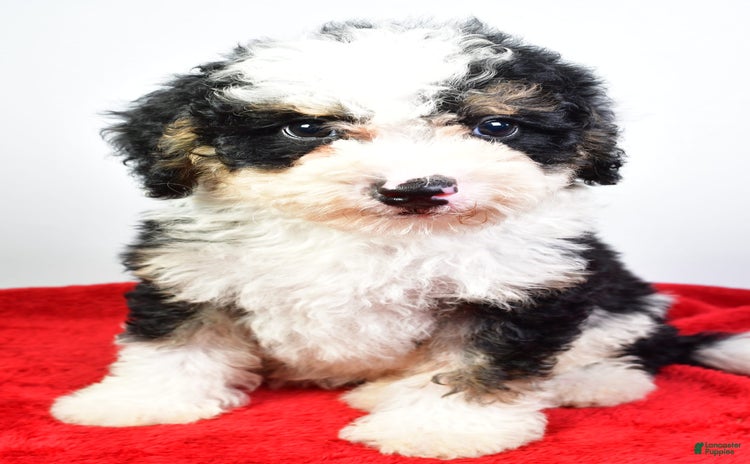 Mini Bernedoodle dogs for sale - Ad 3