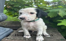 English Setter dogs for sale: Howie - Image 2