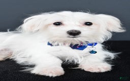 Maltese dogs for sale: Bo - Image 5