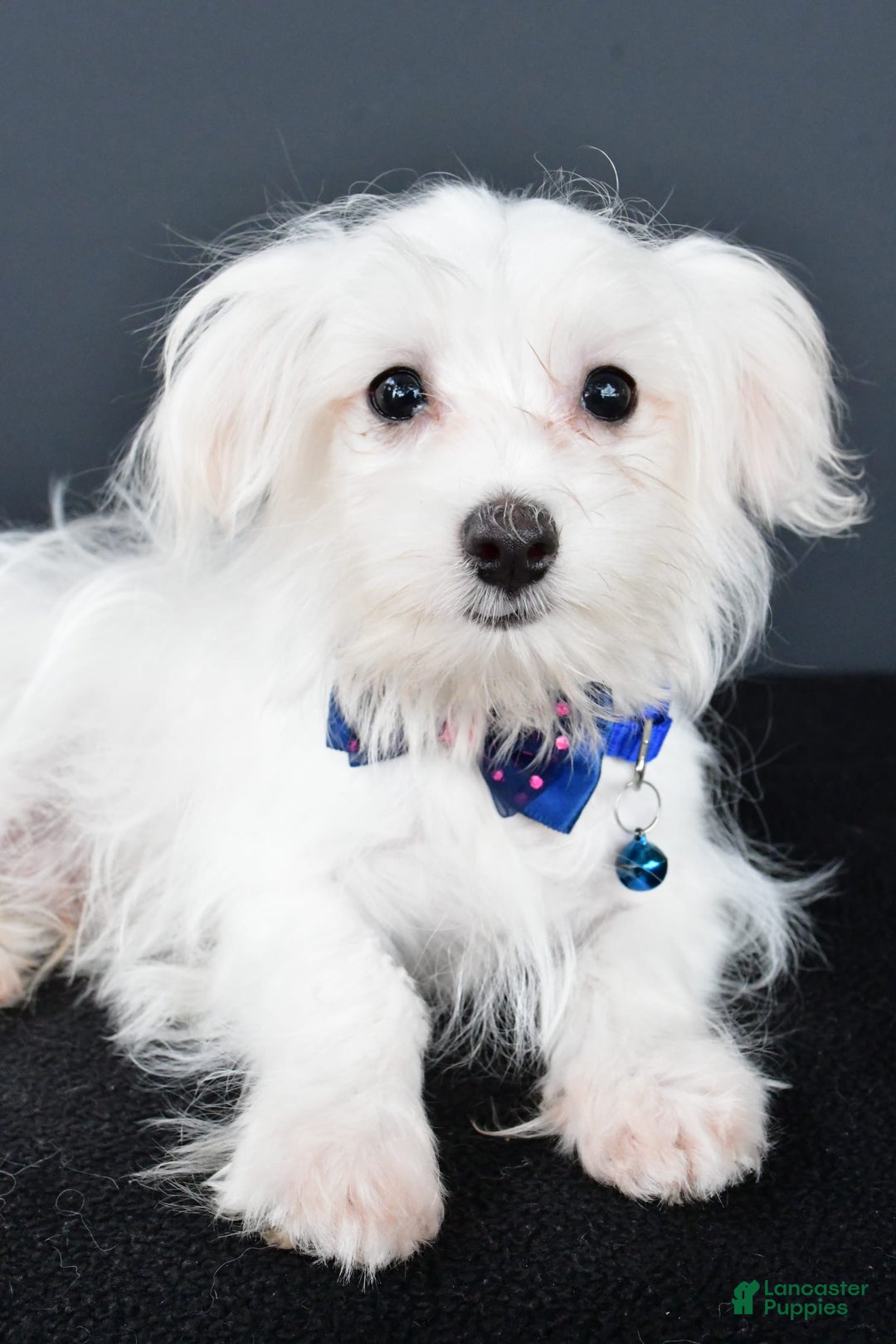 Maltese dogs for sale: Bo - Image 5