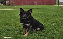 German Shepherd dogs for sale: Lulu - Image 6