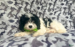 Cavapoo dogs for sale: Luke - Image 7