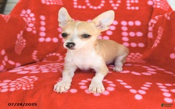 Chihuahua dogs for sale: Peanut - Image 7