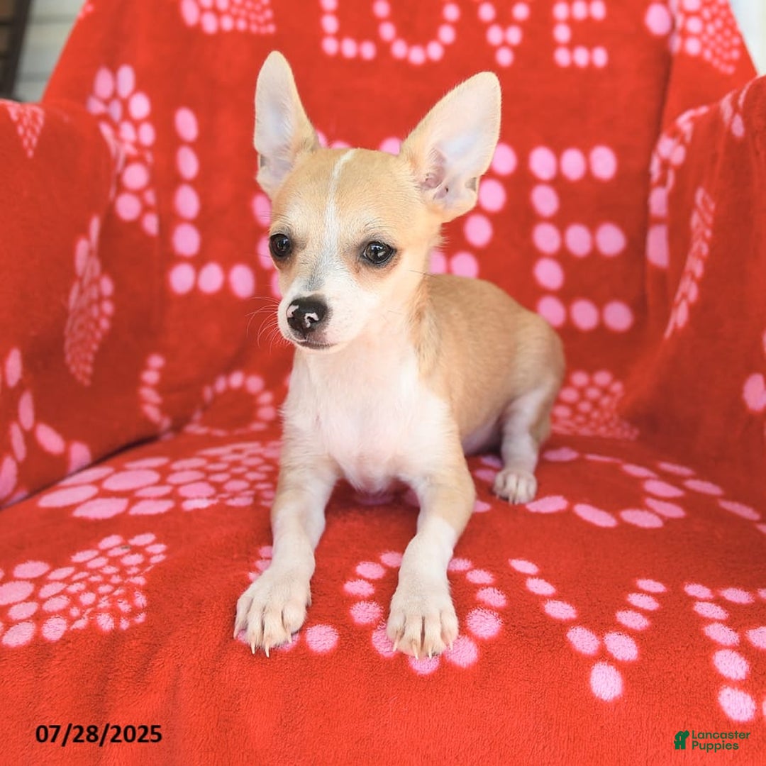 Chihuahua dogs for sale: Peanut - Image 7
