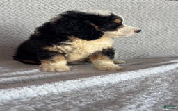 Mini Bernedoodle dogs for sale: Marshall - Image 10