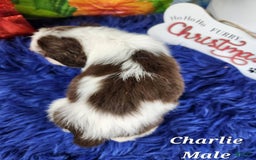 English Springer Spaniel dogs for sale: Charles - Image 2