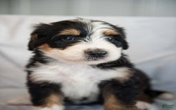 Bernedoodle dogs for sale: Jerry - Image 5