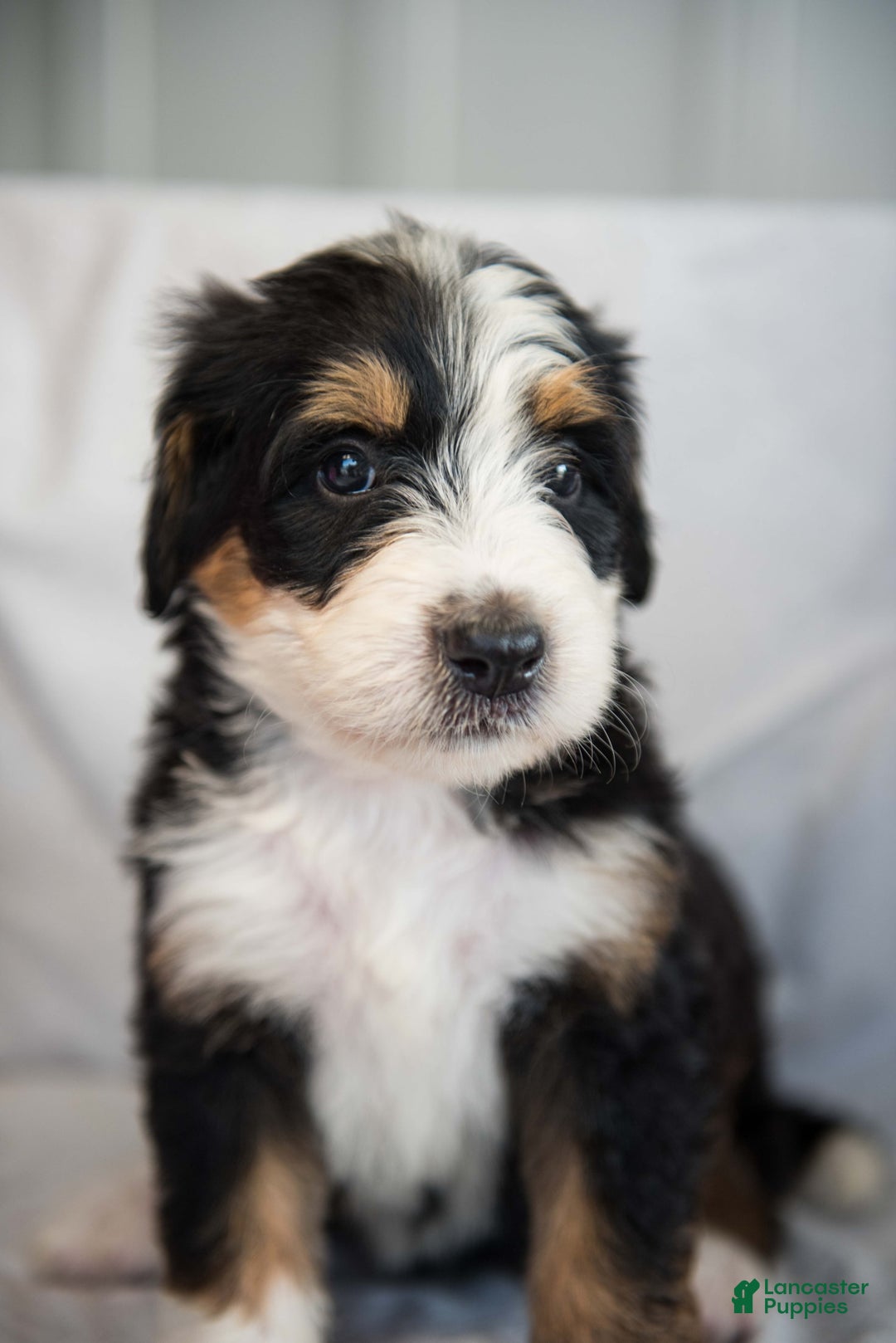 Bernedoodle dogs for sale: Jerry - Image 5