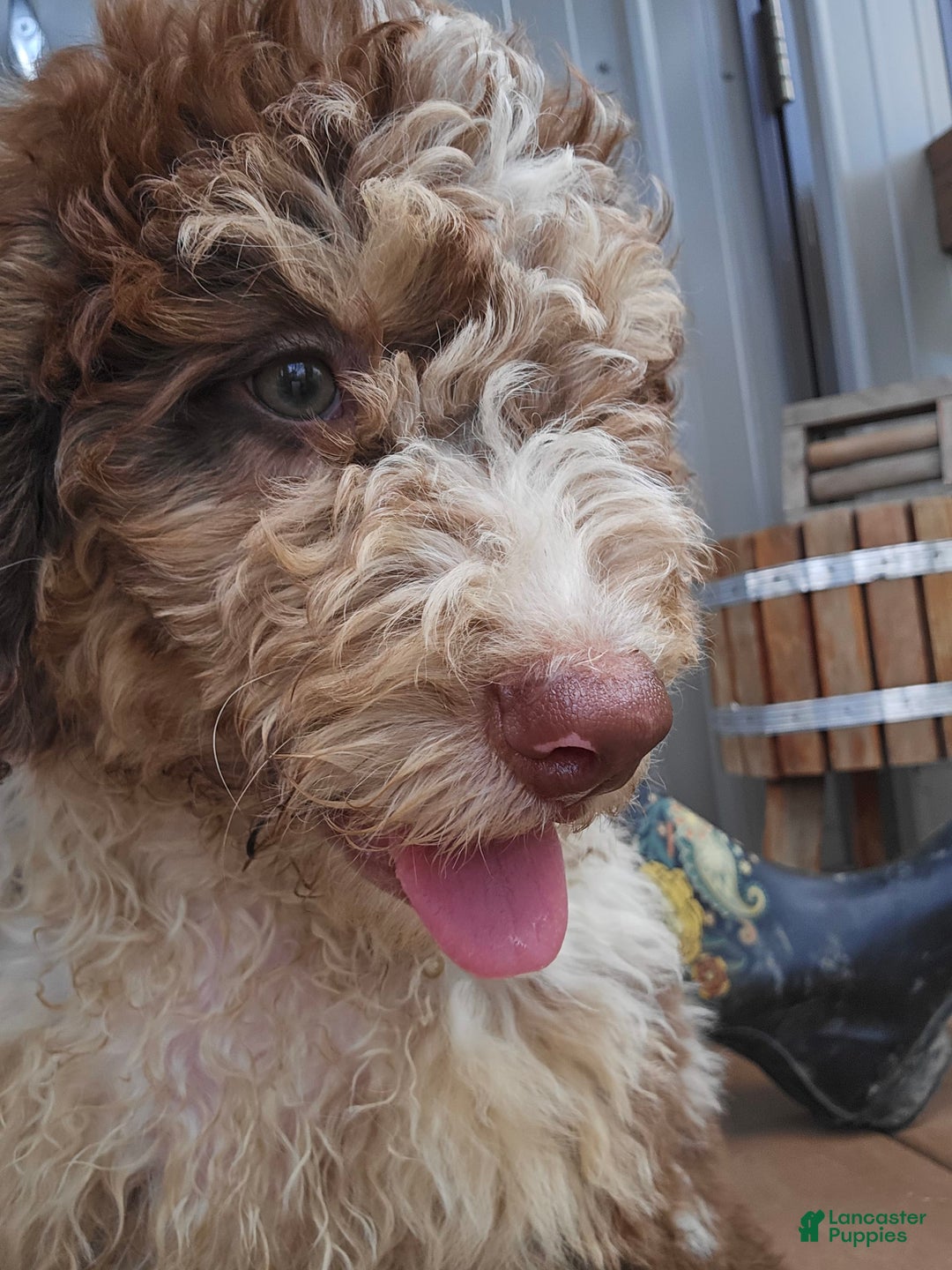 Bernedoodle dogs for sale: Coco - Image 8