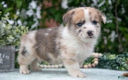 Welsh Corgi Pembroke dogs for sale: Milly - Image 3