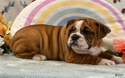 English Bulldog dogs for sale: Mabel 6601 - Image 5