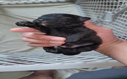Schnoodle dogs for sale: Midnight - Image 1