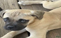 Bullmastiff dogs for sale: Josie - Image 4