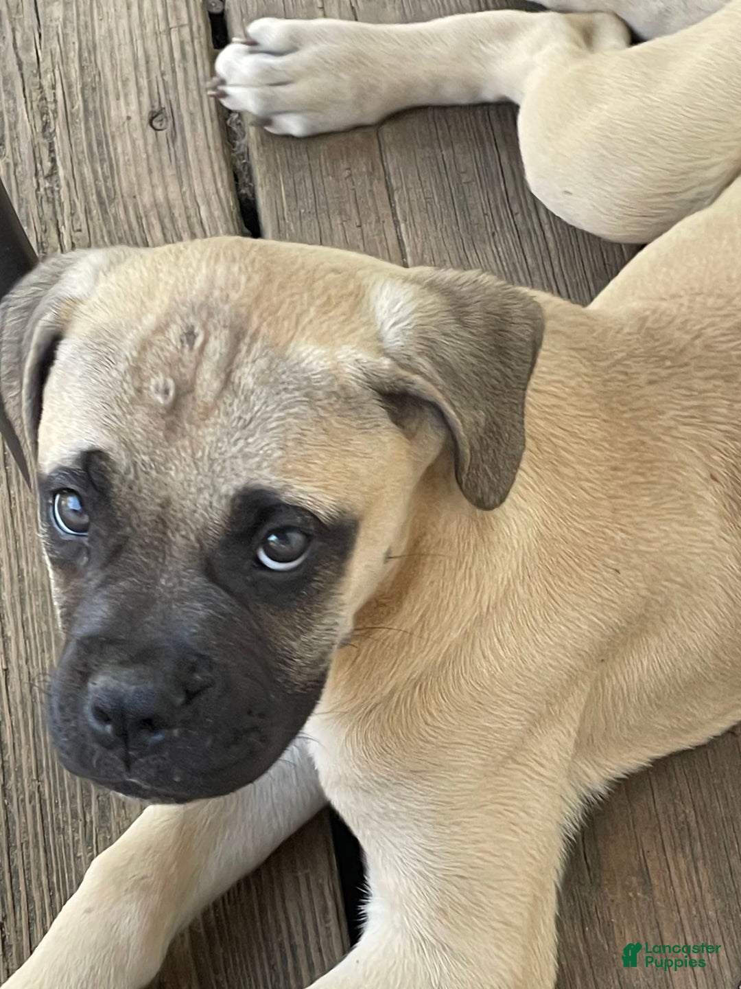 Bullmastiff dogs for sale: Josie - Image 4