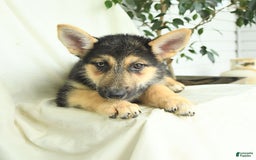 Gerberian Shepsky dogs for sale: Mandy - Image 5
