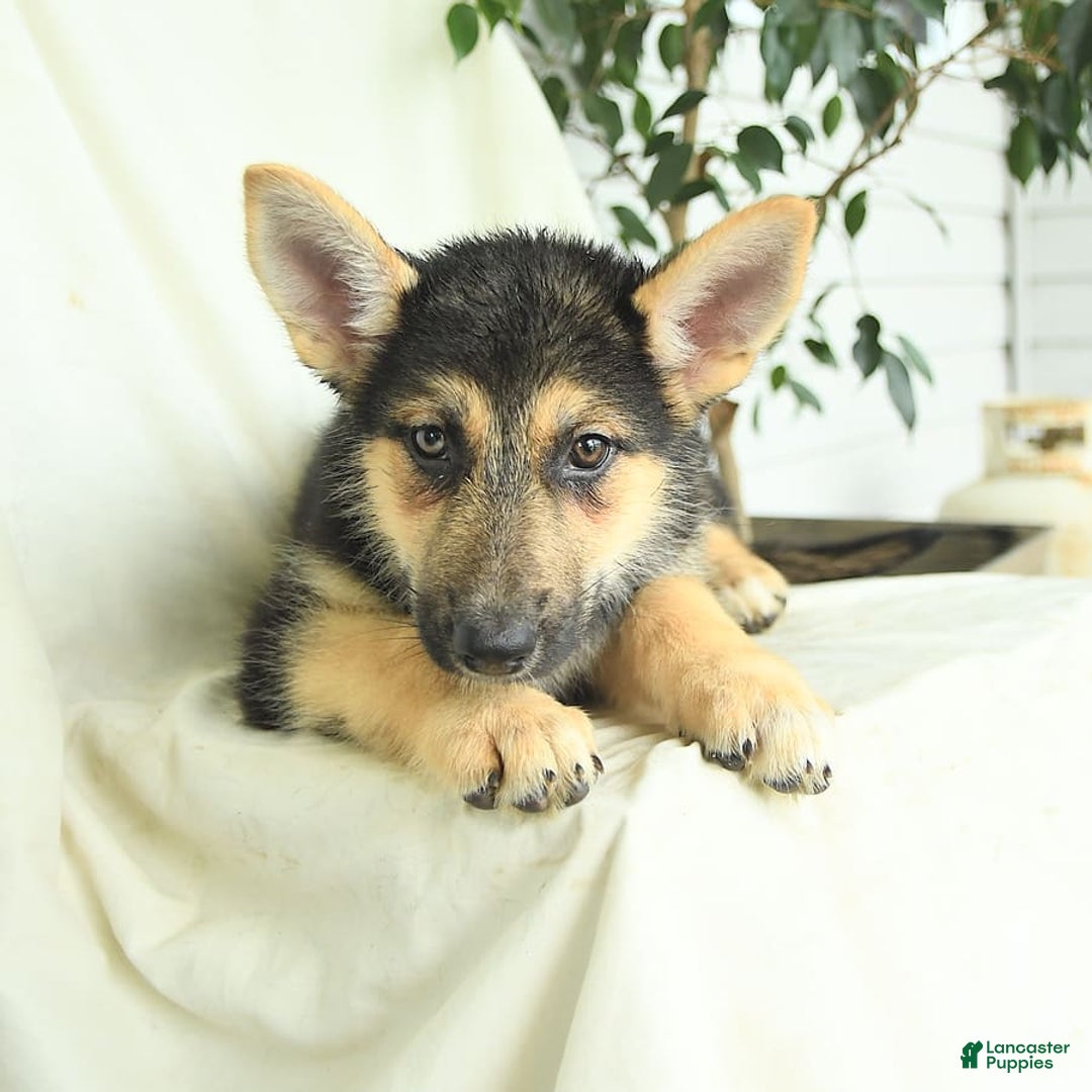 Gerberian Shepsky dogs for sale: Mandy - Image 5