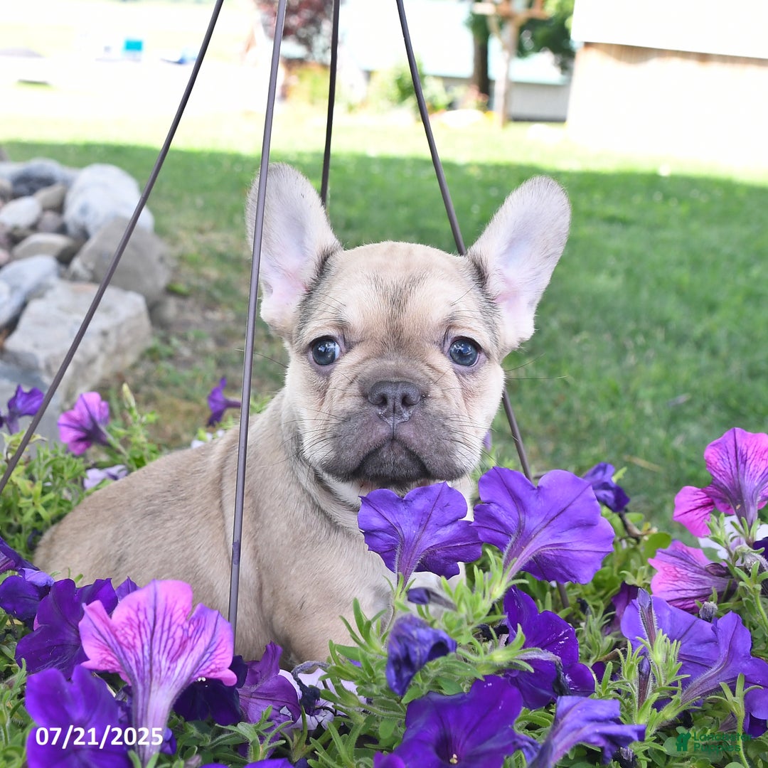 French Bulldog dogs for sale: Fifi - Image 1
