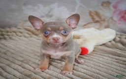 Chihuahua dogs for sale: Tillie - Image 5