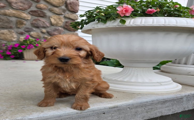 Mini Goldendoodle dogs for sale - Ad 2