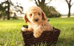 Mini Goldendoodle dogs for sale: Leo - Image 5