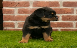 Rottweiler dogs for sale: Diesel - Listing for pets: Hunter, Lightining, Elliot, Diesel - Image 2