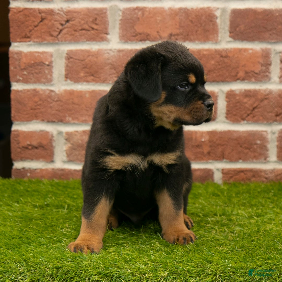 Rottweiler dogs for sale: Diesel - Listing for pets: Hunter, Lightining, Elliot, Diesel - Image 2