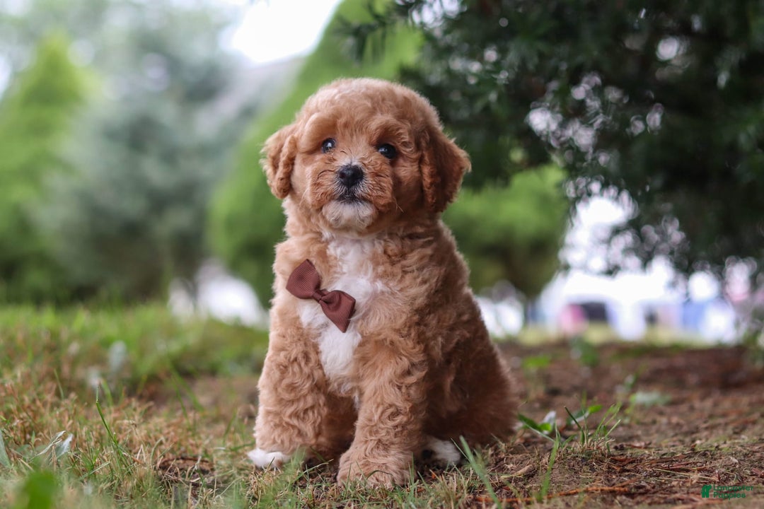 Maltipoo dogs for sale: Tobias - Image 10