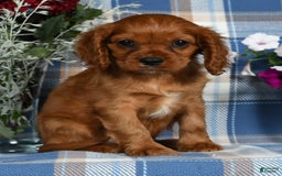 Cavalier King Charles Spaniel dogs for sale: Abby - Image 5