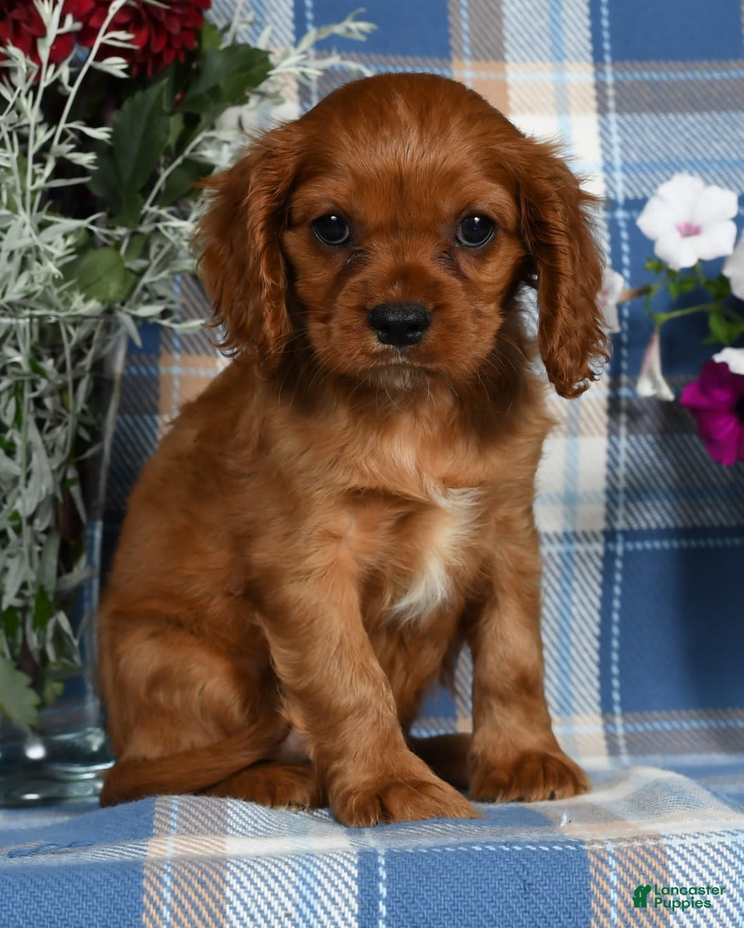 Cavalier King Charles Spaniel dogs for sale: Abby - Image 5