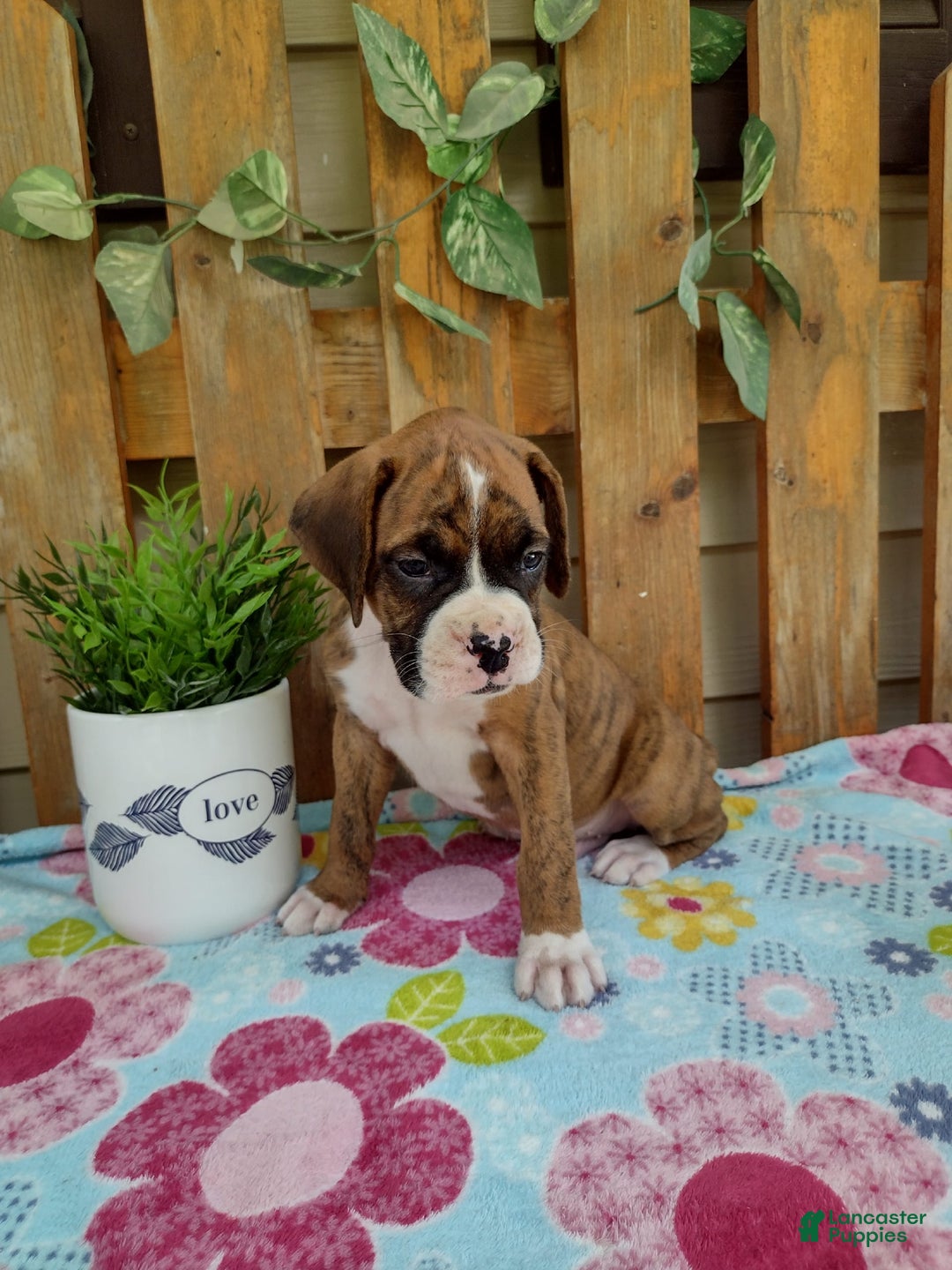 Boxer dogs for sale: Rocket - Image 12