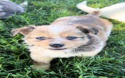 Mini Aussiedoodle dogs for sale: Jasmine - Image 1