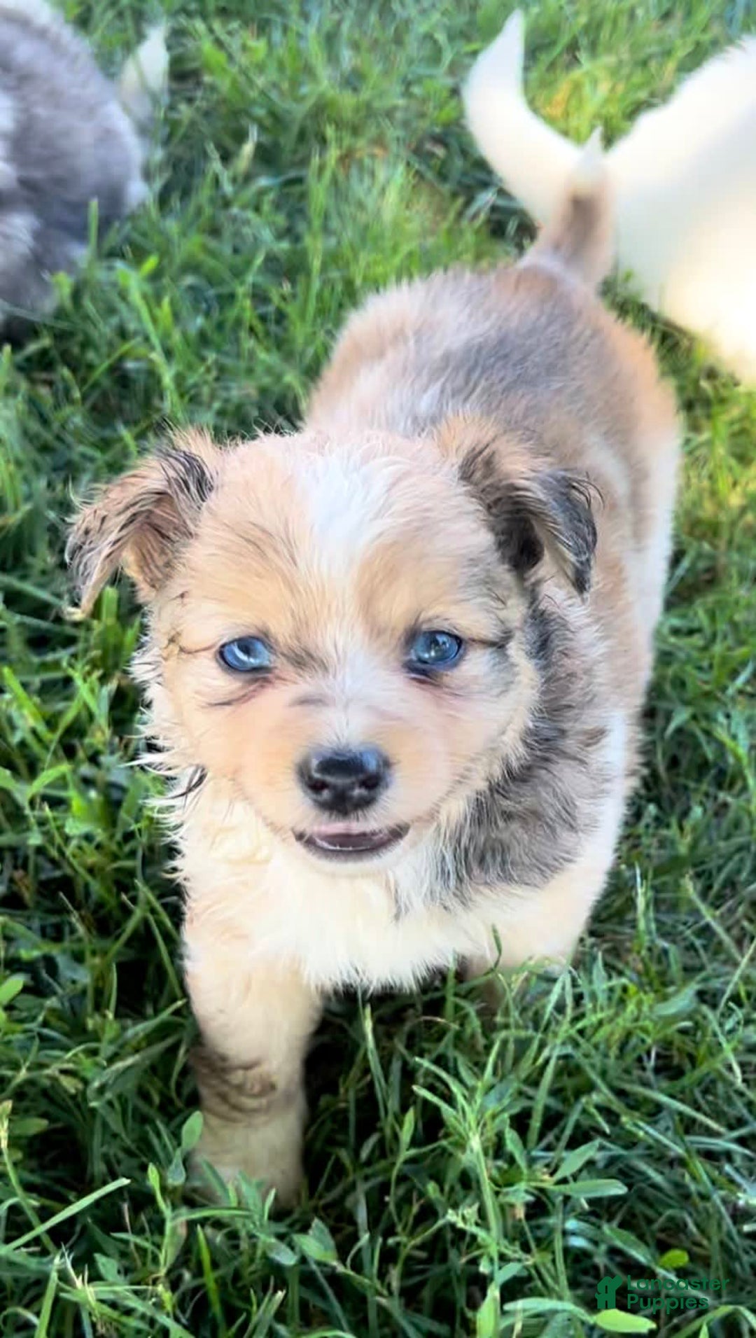 Mini Aussiedoodle dogs for sale: Jasmine - Image 1