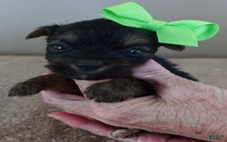 Yorkshire Terrier dogs for sale: Dodge - Image 19
