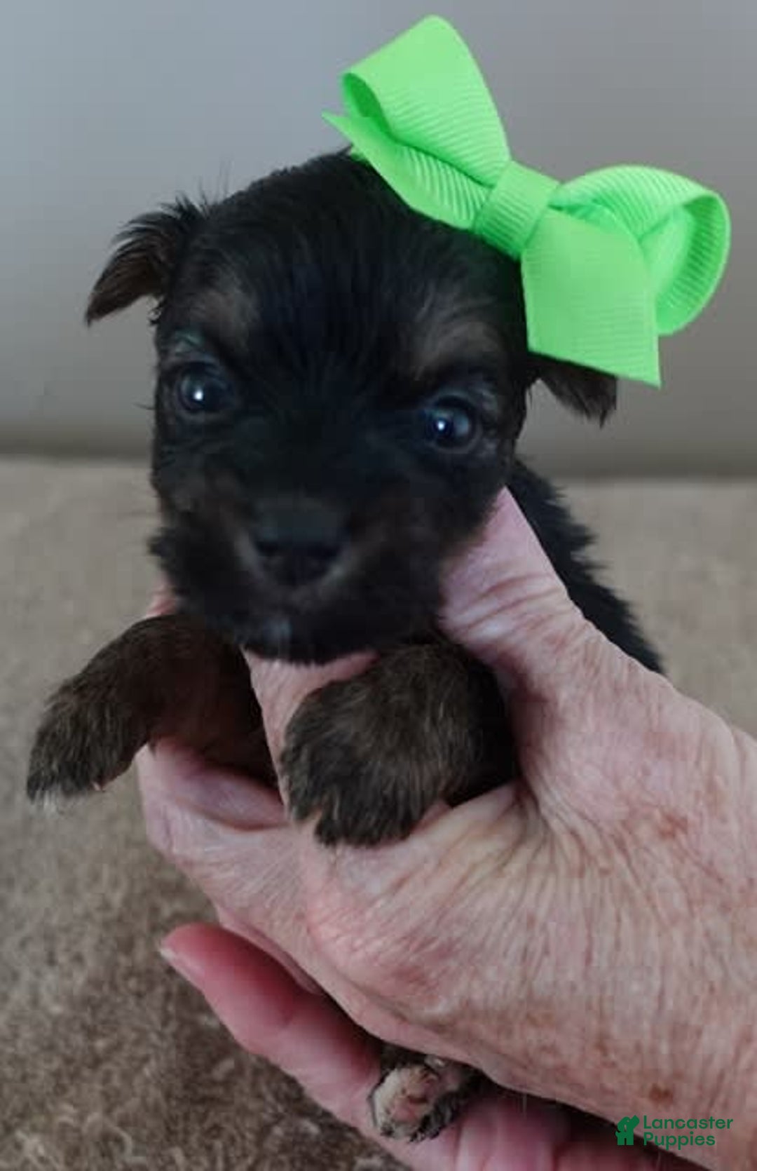 Yorkshire Terrier dogs for sale: Dodge - Image 19