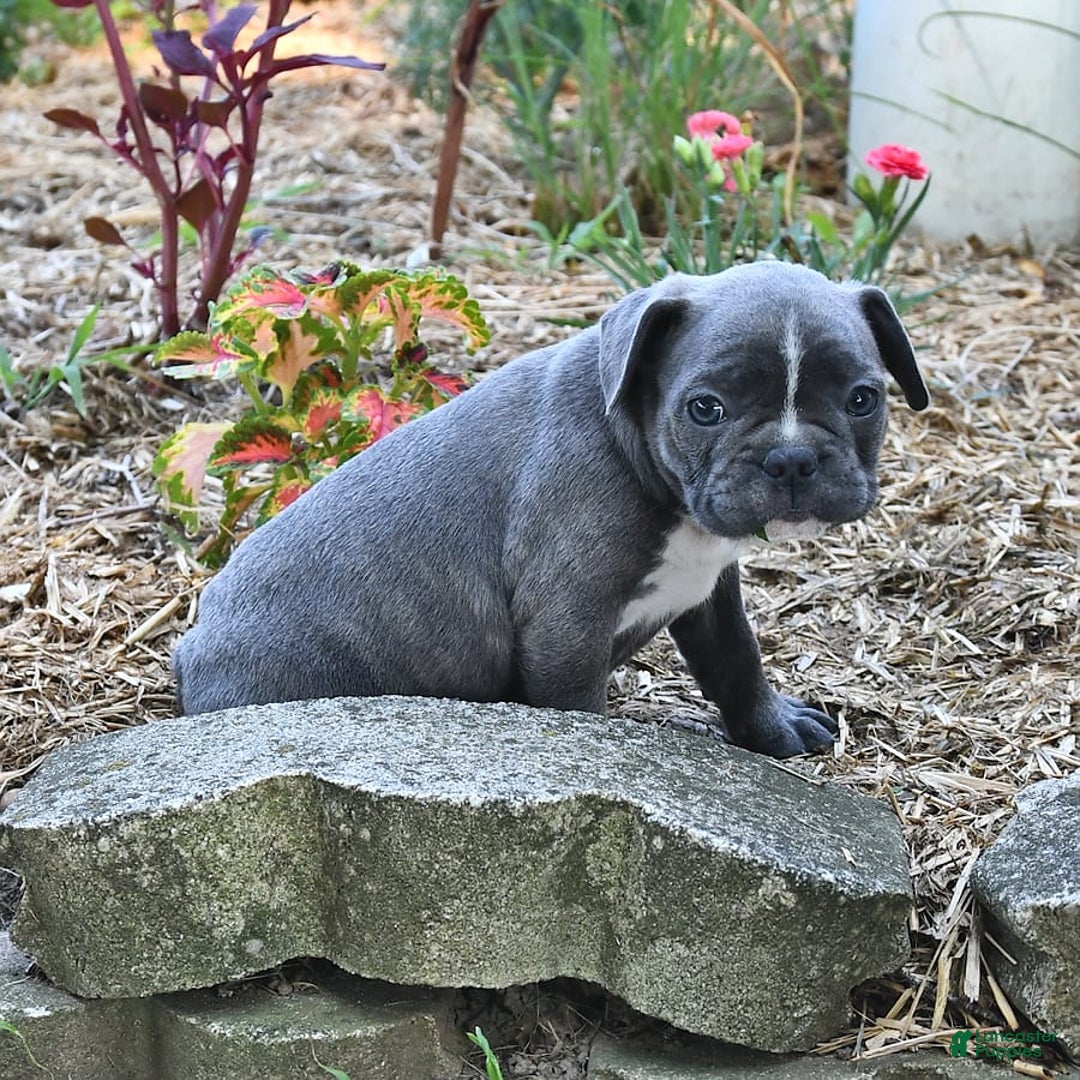 Frenchton dogs for sale: Ranger - Image 8
