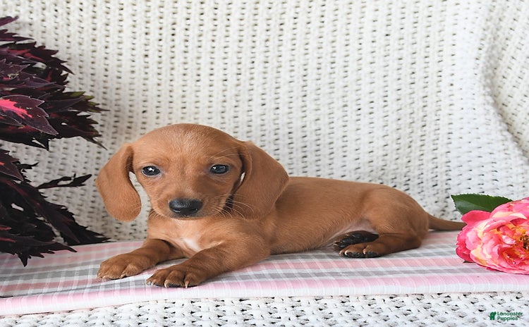 Miniature Dachshund dogs for sale - Ad 4