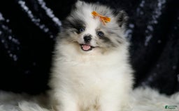 Pomeranian dogs for sale: Mr. Merle - Image 6