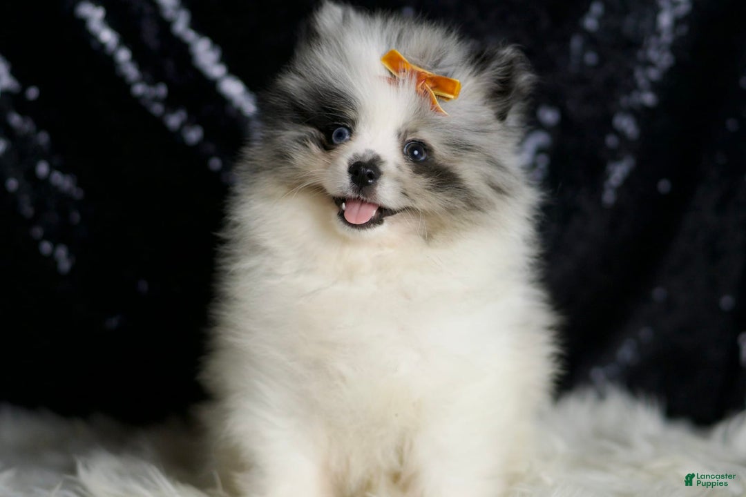 Pomeranian dogs for sale: Mr. Merle - Image 6