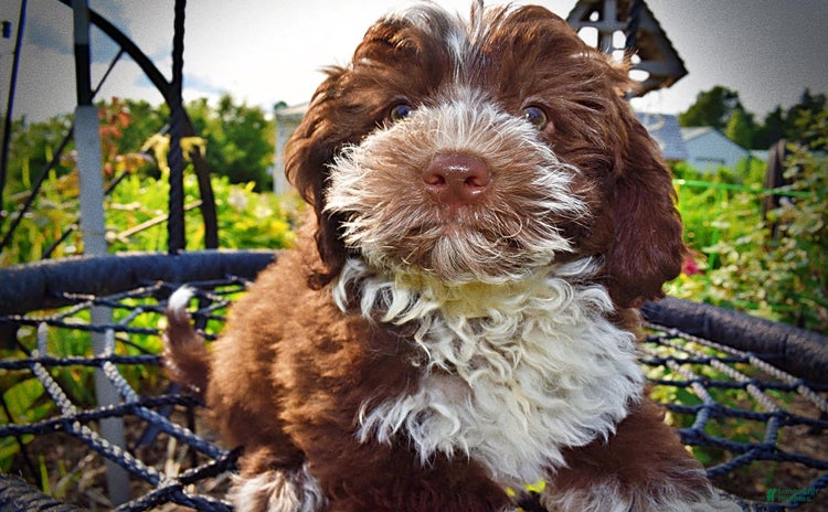 Havapoo dogs for sale - Ad 3