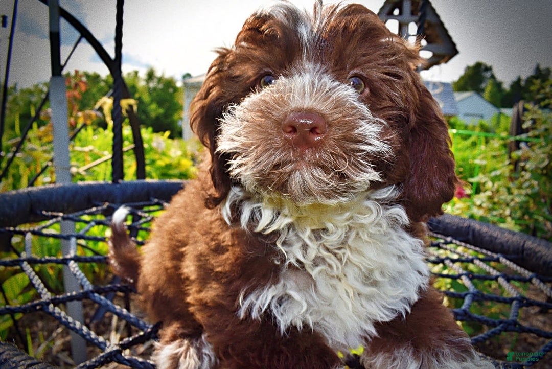 Havapoo dogs for sale: Valor - Image 1
