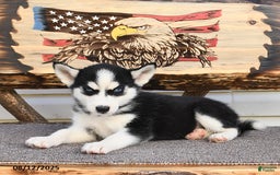 Siberian Husky dogs for sale: Ruby - Image 3