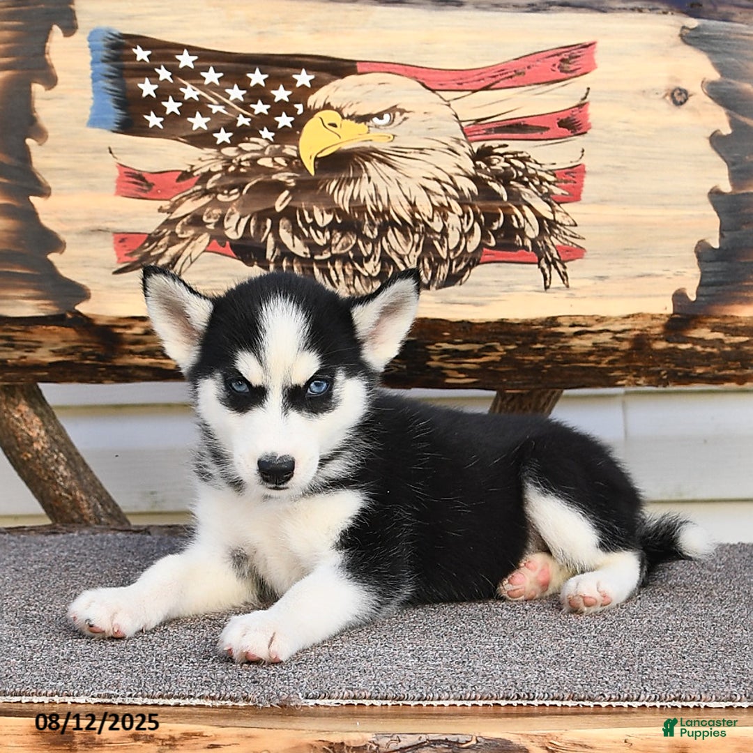 Siberian Husky dogs for sale: Ruby - Image 3
