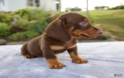 Miniature Dachshund dogs for sale: Fletcher - Image 9