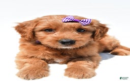 Mini Goldendoodle dogs for sale: Tulip - Image 3